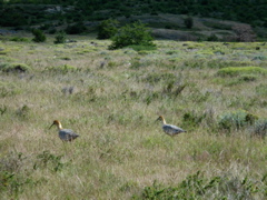 SANY0784.JPG