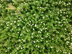 SANY0828.JPG