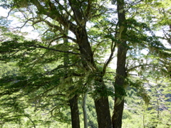 SANY1363.JPG